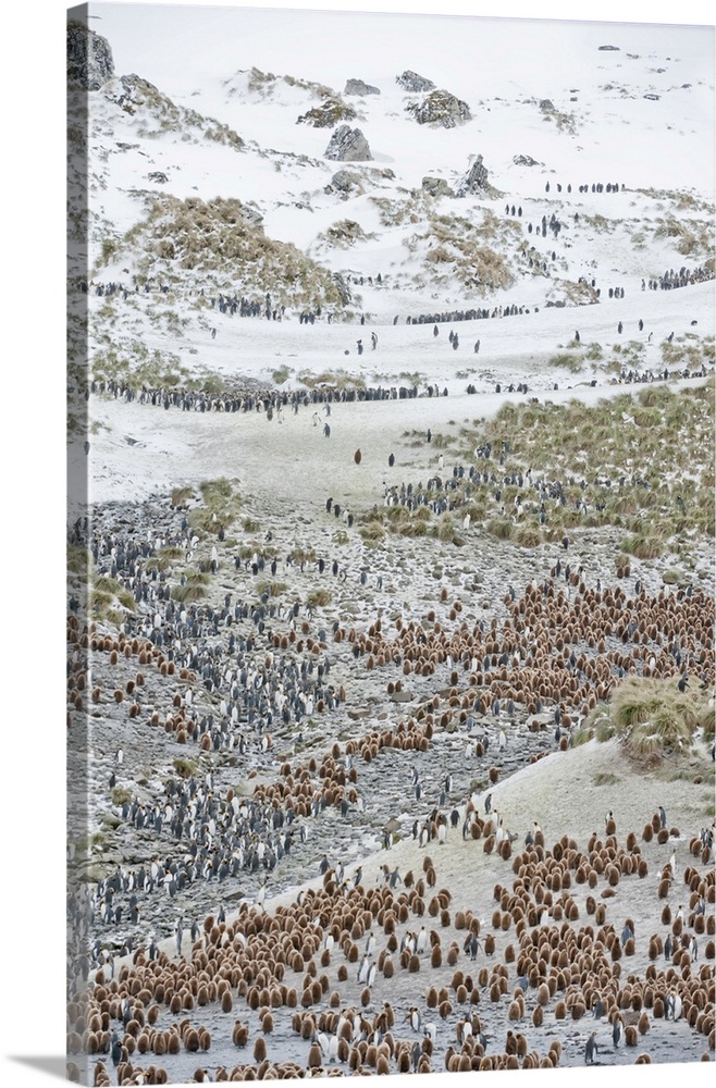 Rookery of hundreds of king penguins (Aptenodytes patagonicus) on the rocky landscape and beach of South Georgia Island du...