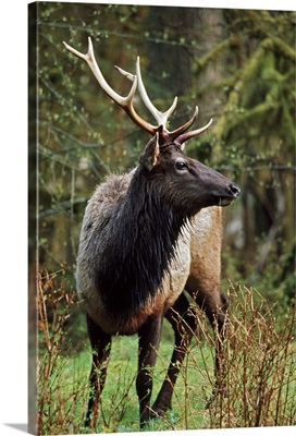 Roosevelt Elk (Cervus Canadensis Roosevelti); Olympic National Park, Washington