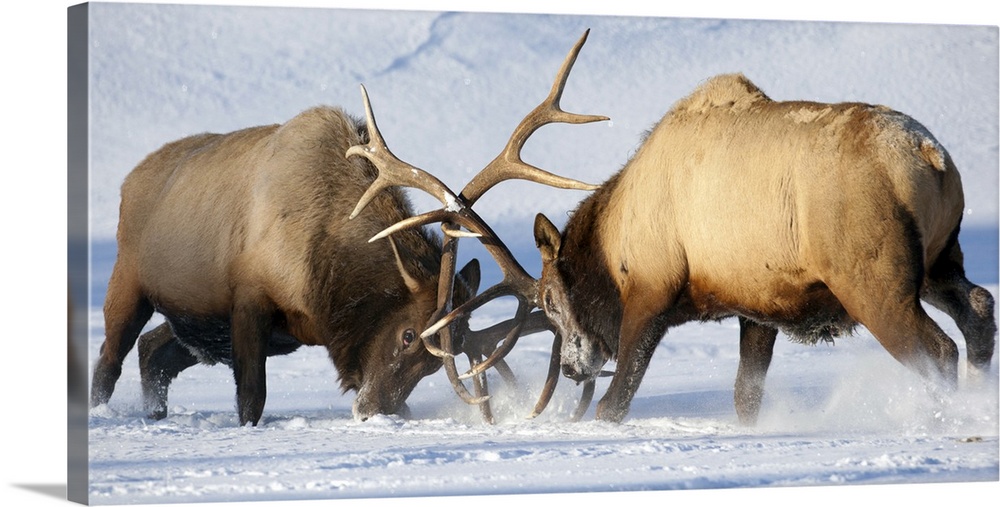 Roosevelt elk fight during rut season, Alaska Wildlife Conservation Center