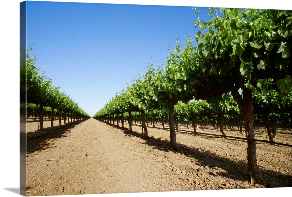 Rows in a table grape vineyard showing Spring foliage growth