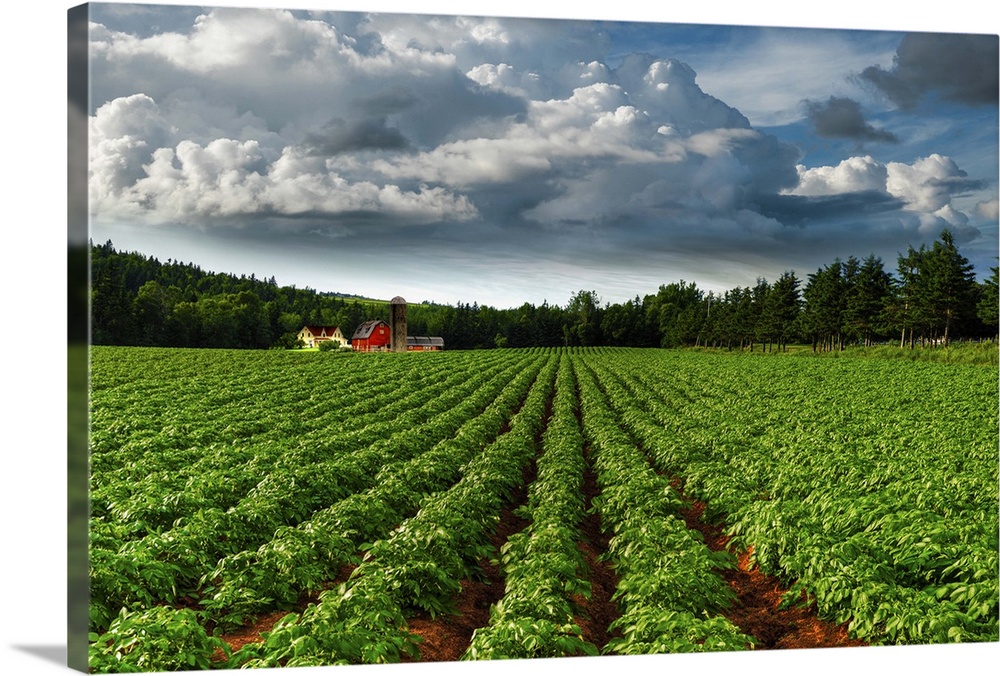 Rows Of Crops In A Potato Field, Prince Edward Island, Canada