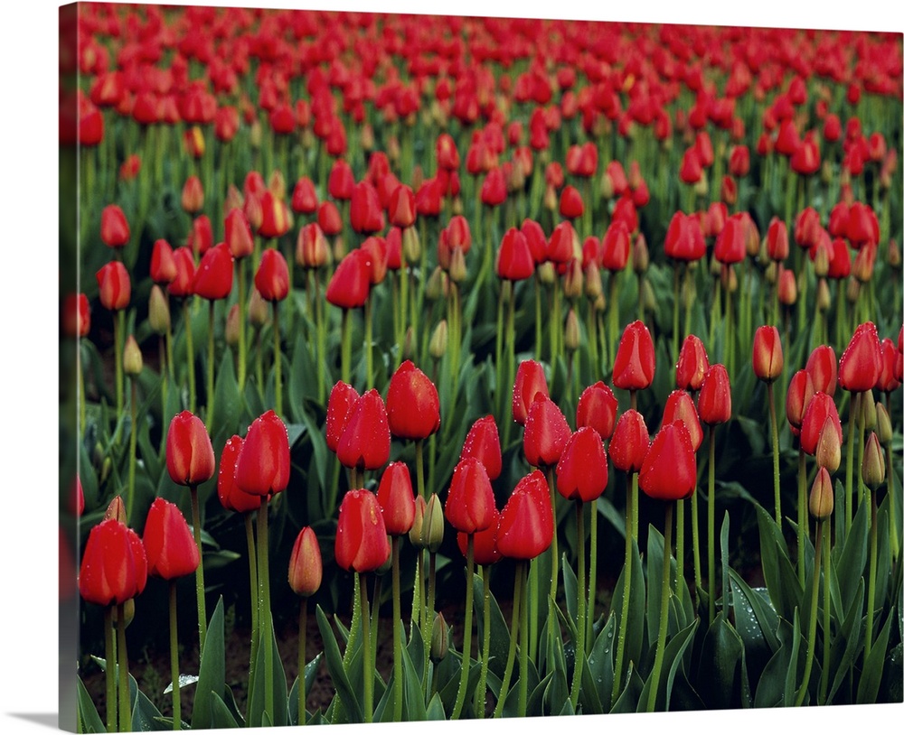 Rows of vibrant red tulips at a commercial flower farm