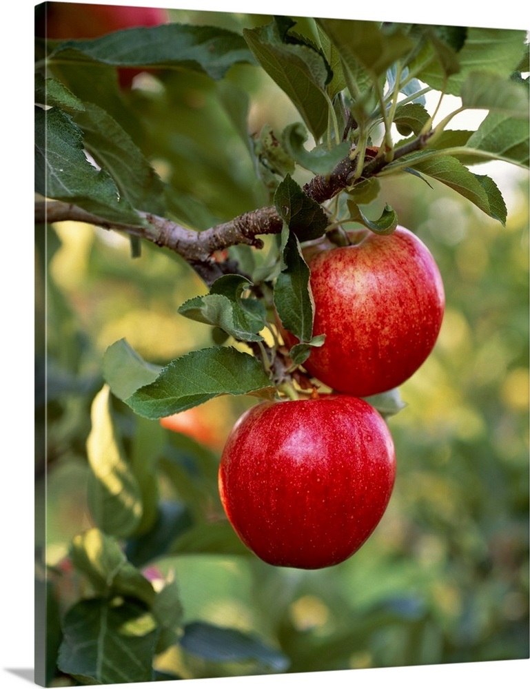 Royal Gala apples on the tree, Yakima Valley, Washington Wall Art