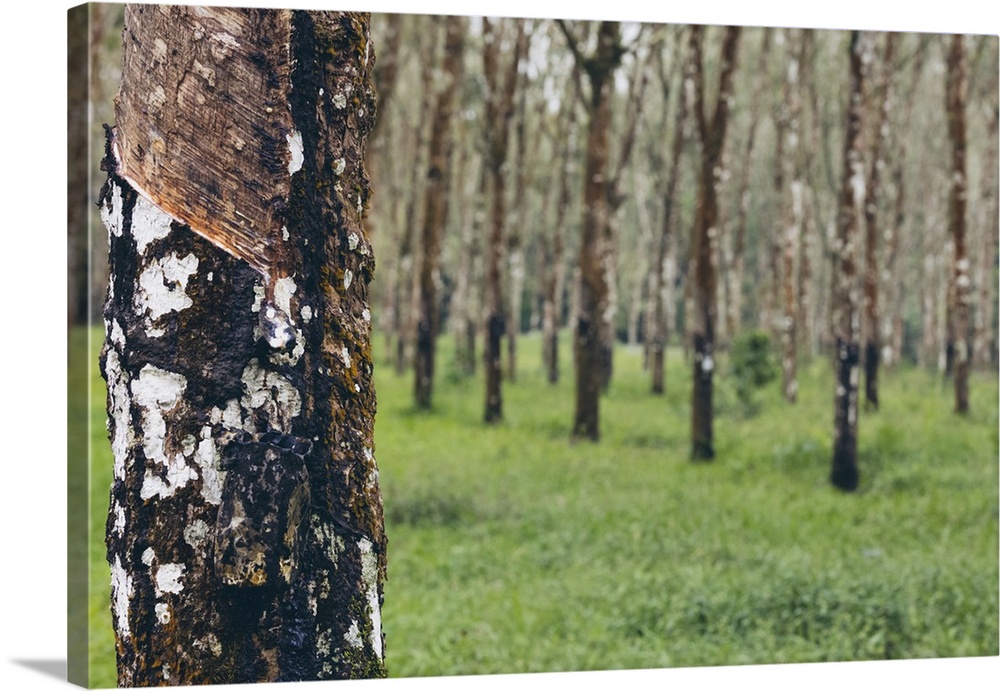 Rubber tree (Hevea brasiliensis) forest of Licin; East Java, Java, Indonesia