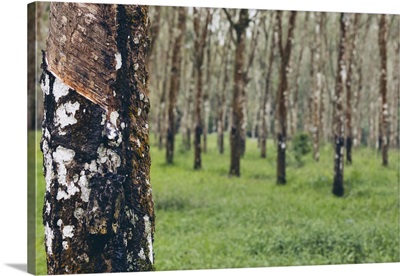 Rubber Tree Forest Of Licin, East Java, Java, Indonesia