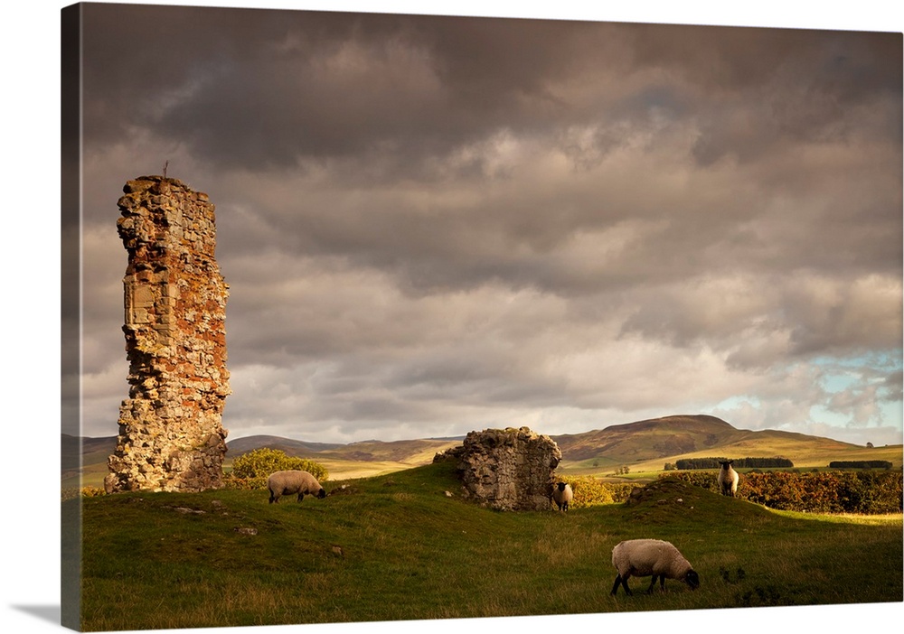 Ruins of Cessford castle with sheep grazing in the field, Scottish borders, Scotland.