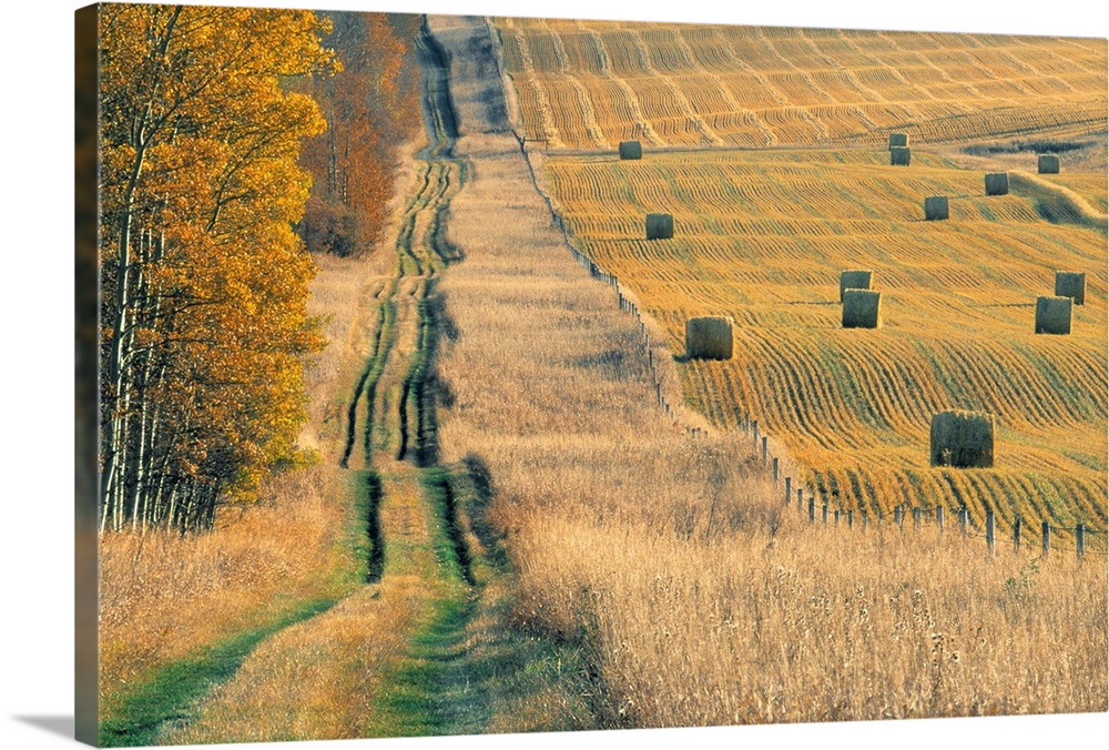 Rural Road And Hay Field, Fall Harvest Near Cremona, Alberta, Canada