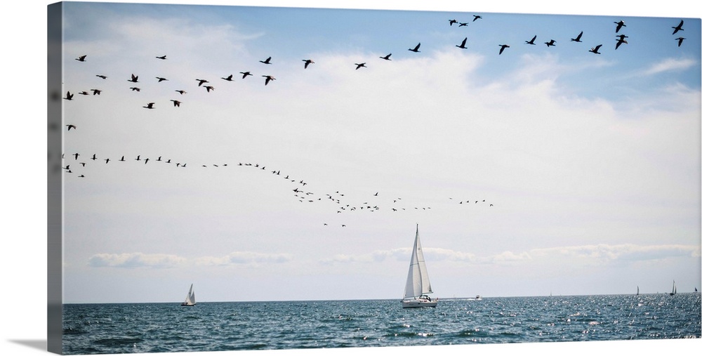 Sailboats cruise the waters of Lake Ontario as a flock of water birds take to the air, Toronto, Ontario, Canada.