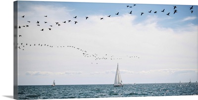 Sailboats cruise the waters of Lake Ontario, Toronto, Ontario, Canada