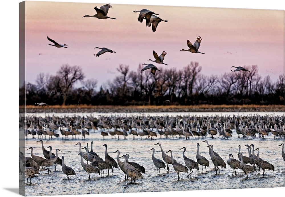 Sandhill cranes (Grus canadensis) fly in to roost in the shallows of the Platte River.  Every year 400,000 to 600,000 sand...