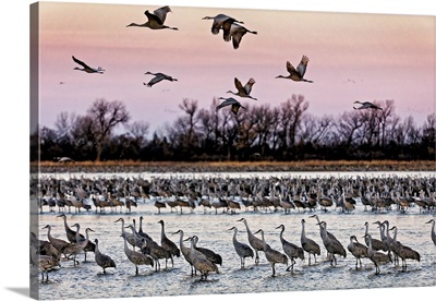 Sandhill Cranes Fly In To Roost In The Shallows Of The Platte River, Nebraska