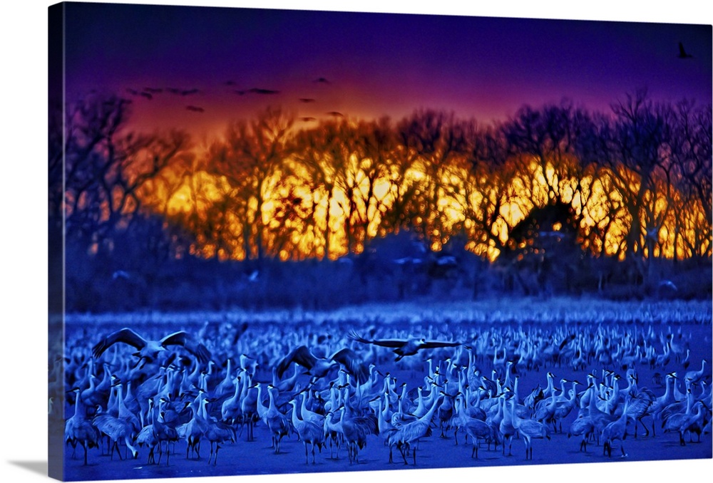 Morning breaks with warm rays of sun over cool blue light of dawn as Sandhill cranes (Grus canadensis) fly in to sit in tw...