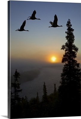 Sandhill Cranes take flight at sunrise near Kulik Lake,  Southwest Alaska