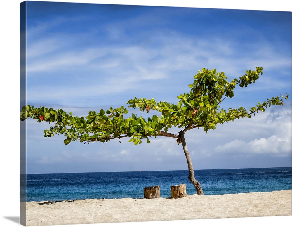 A tree and two tree stumps for seats on a sandy beach with a view of the blue ocean, Caribbean