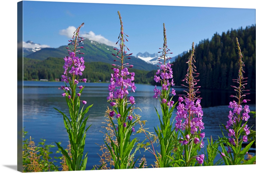 Fireweed blooms along the shoreline of Auke Lake on a summer day, Auke Lake, Juneau, Alaska, Mendenhall Towers in the dist...