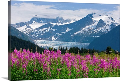 Scenic view of Mendenhall Glacier with Fireweed, Tongass National Forest