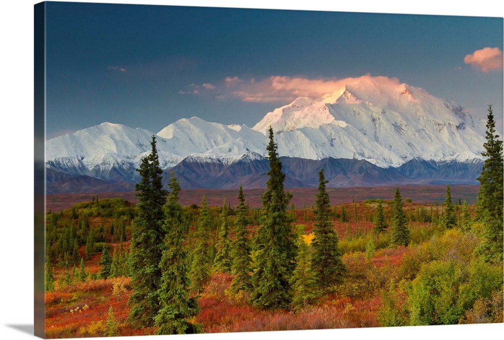 View of Mt. McKinley at sunrise with red blueberry bushes and spruce trees in the foreground, Denali National Park, Autumn...
