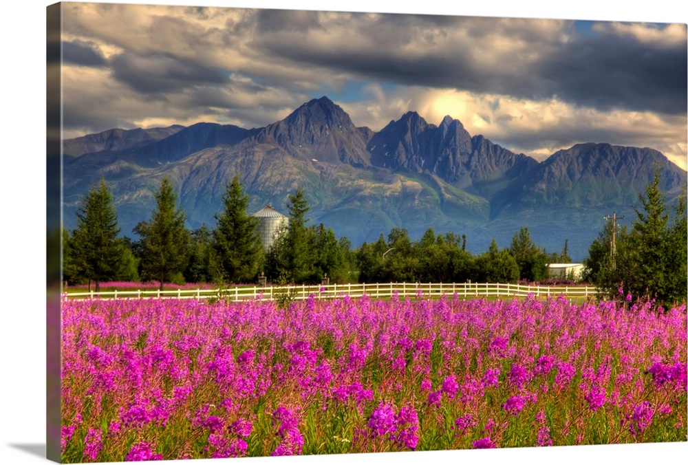 Immense mountains are photographed in the background with grey clouds hanging above. The field in the foreground is covere...