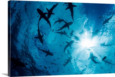 School of Grey reef sharks at the surface of the water off the island of Yap, Micronesia
