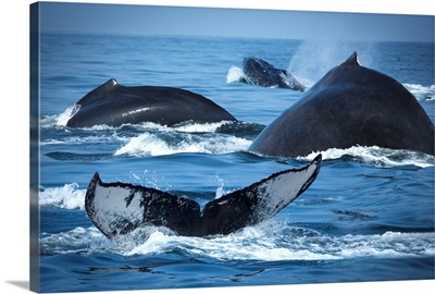 School Of Humpback Whales