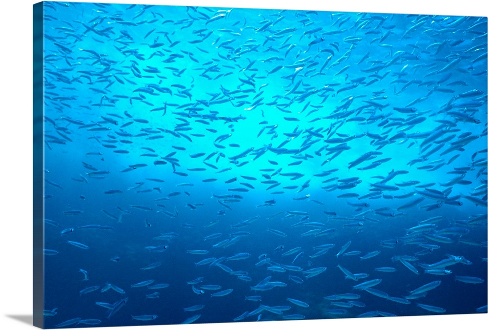 School Of Small Silver Fish, Hundreds In Clear Blue Water Near Surface