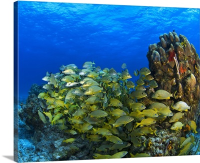 Schooling Fish On Coral Reef, Cozumel, Mexico