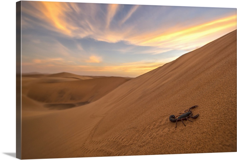 Scorpion walking through the desert, Swakopmund, Namibia Wall Art