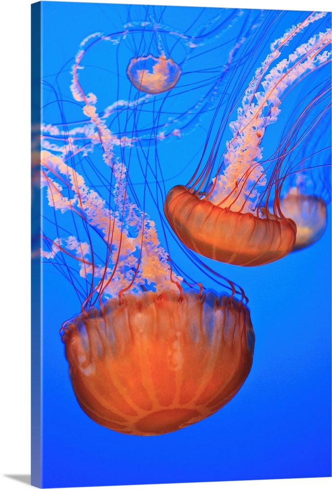 Sea Nettles In Monterey Bay Aquarium Display; California, USA