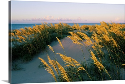 Sea oats, dunes, and beach at Oregon Inlet.; Oregon Inlet, North Carolina.