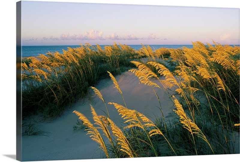 Sea oats, dunes, and beach at Oregon Inlet.; Oregon Inlet, North ...