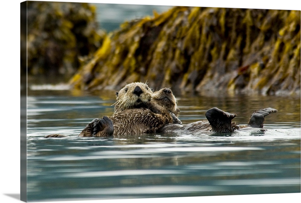 Sea Otter floating with pup in Orca Inlet, off Prince William Sound near Cordova, Southcentral Alaska, Summer
