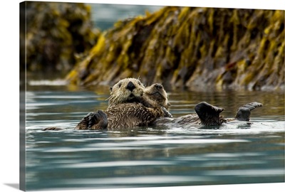 Sea Otter floating with pup in Orca Inlet