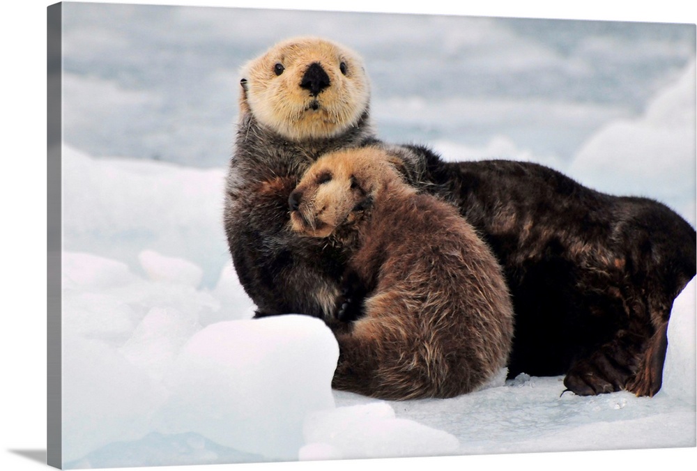 Sea Otter mother and pup rest on an ice floe at Harvard Glacier in Prince  William Sound Solid-Faced Canvas Print