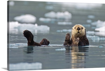 Sea Otter Swims On Its Back, Prince William Sound, Alaska