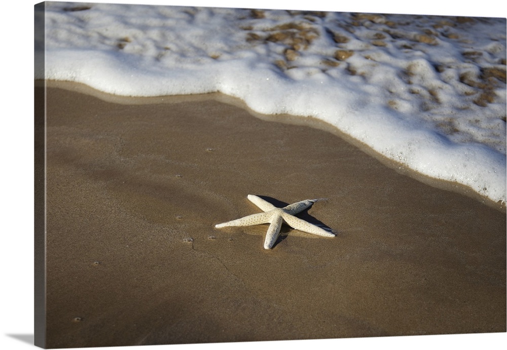 Sea star washes ashore on a beach, Maui, Hawaii, united states of America.