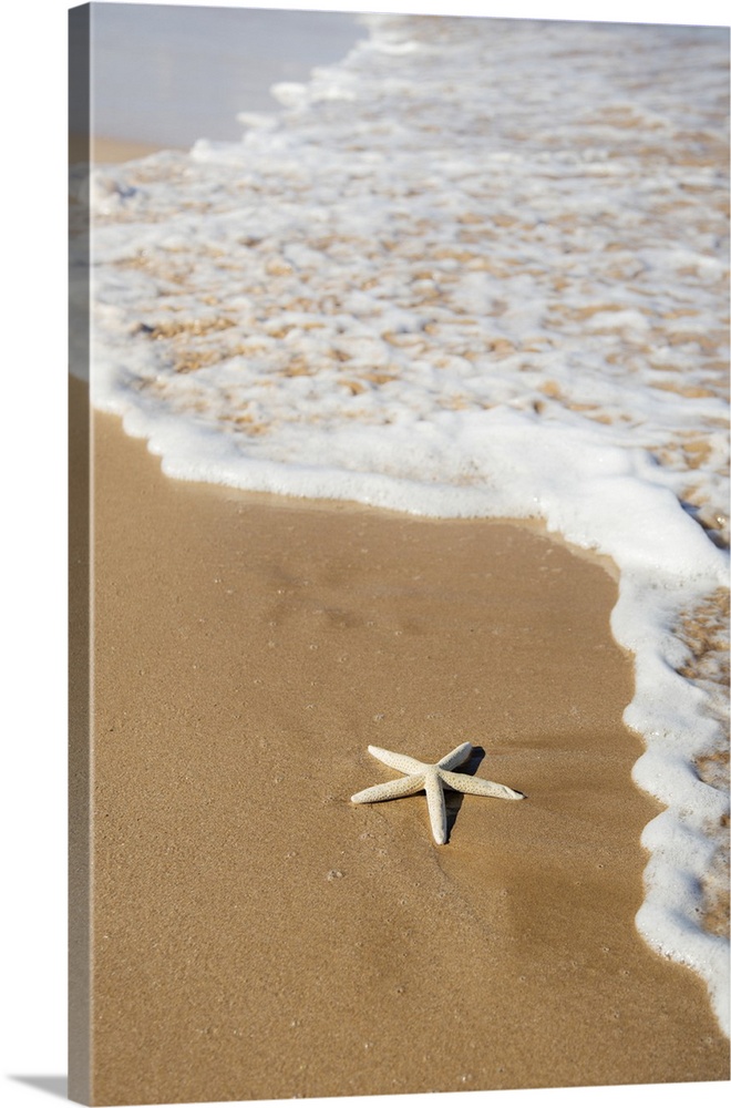 Sea Star Washes Ashore On Beach; Maui, Hawaii, United States Of America