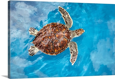 Sea Turtle, Maui, Hawaii