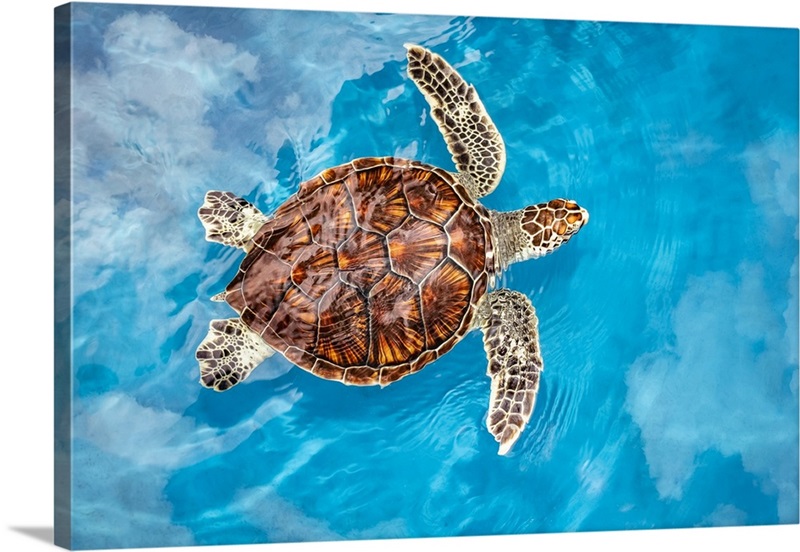 Sea Turtle, Maui, Hawaii | Great Big Canvas