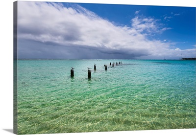 Seagulls On Posts, Anse De Sent-An, Pointe-A-Pitre, Guadeloupe, French West Indies