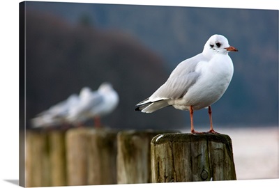 Seagulls Sitting On Posts