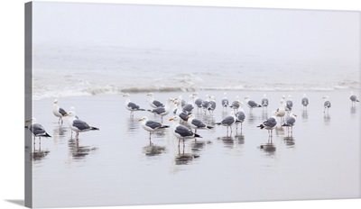 Seagulls Standing On The Wet Beach In The Surf, Cannon Beach, Oregon