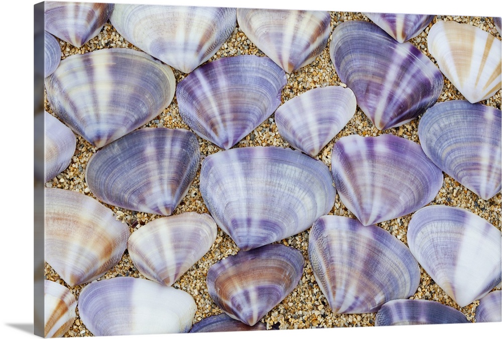 Seashells laying in rows in the sand, Oahu, Hawaii
