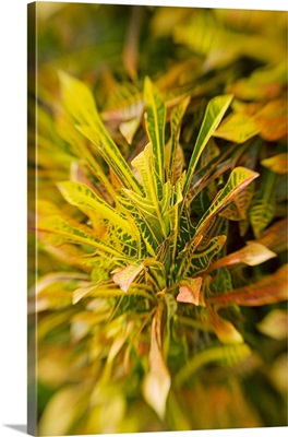 Selective Focus On Yellow Croton Leaves