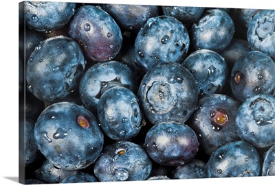 Several Fresh Blueberries