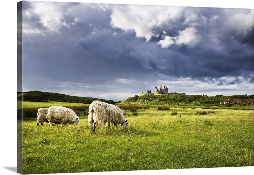 Sheep and Dunstanburgh Castle, Northumberland, Northumbria, England, United Kingdom