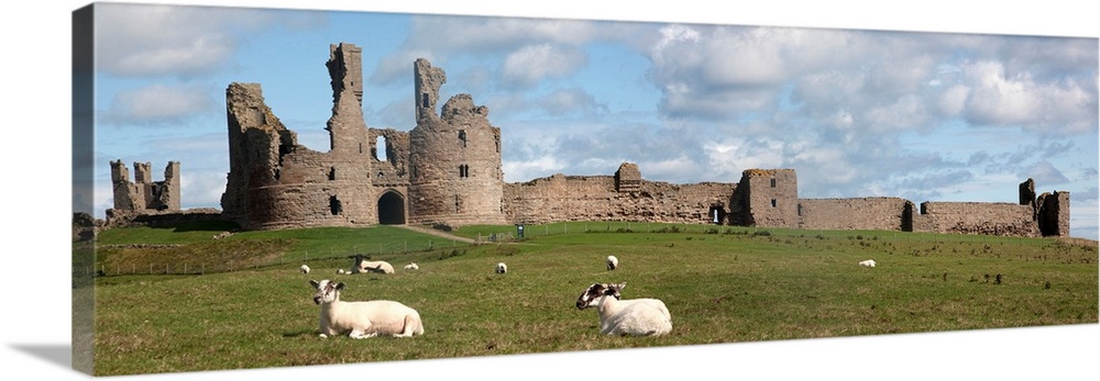 Sheep at Dunstanburgh castle, Northumberland, England.