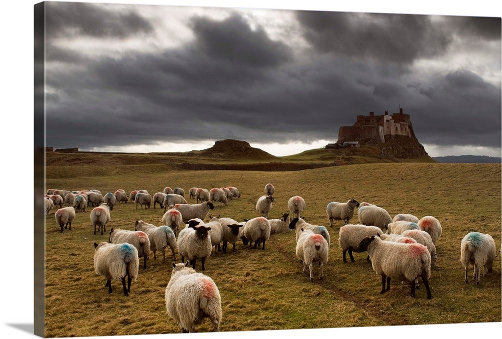 Sheep Grazing By Lindisfarne Castle, Berwick-Upon-Tweed, Northumberland, England