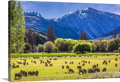 Sheep Grazing In Pasture On Farmland Near Wanaka In The Otago Region Of New Zealand