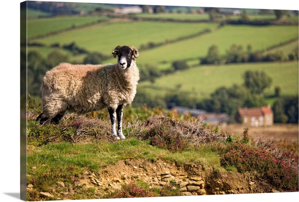 Sheep, North Yorkshire, England.