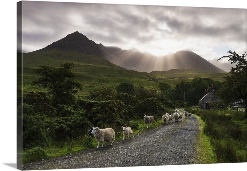 Sheep walking along a road early in the morning with the rising sun behind the Black Cuillin Ridge; Glen Brittle, Skye, Sc...